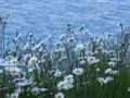 Daisies Southern Alps